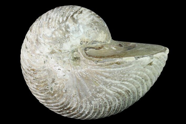 Fossil Nautilus (Cymatoceras) - Madagascar #140434